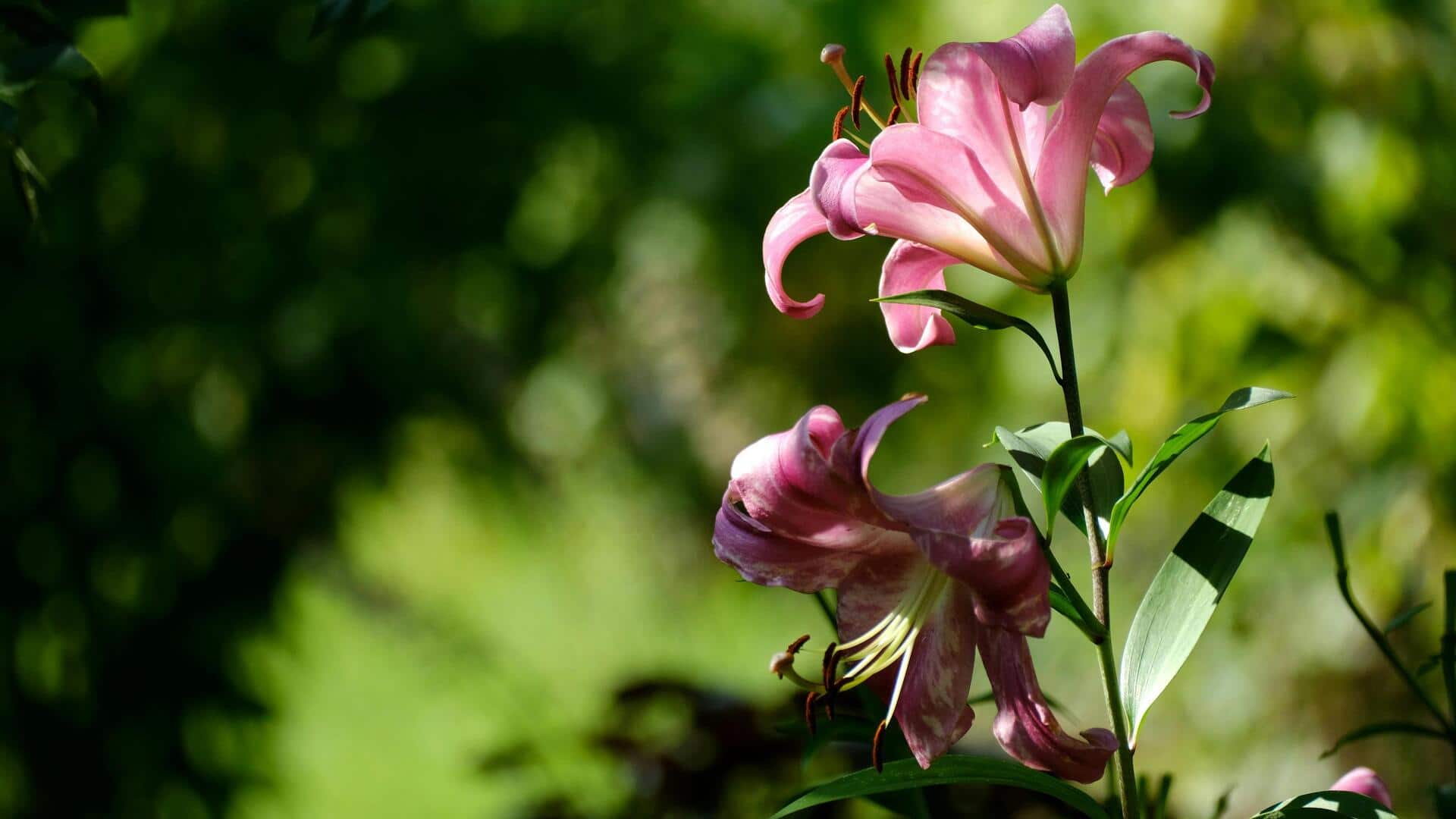 बिल्लियों के लिए जहरीले होते हैं ये 5 फूल, पालने वाले लोग कभी घर न लाएं