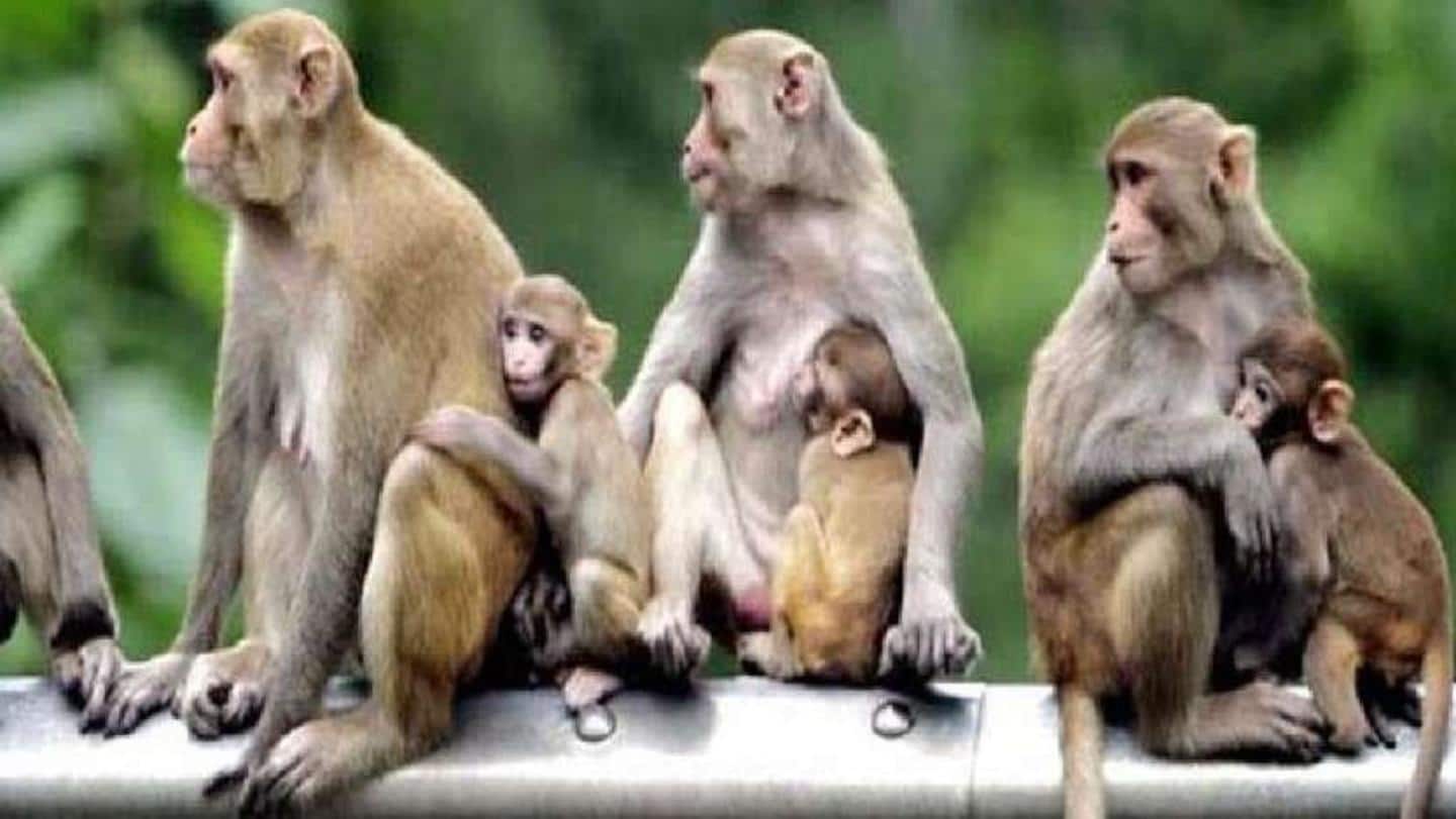 दिल्ली में कोरोना हॉटस्पॉट से पकड़े गए 60 बंदरों को किया 14 दिन के लिए क्वारंटाइन