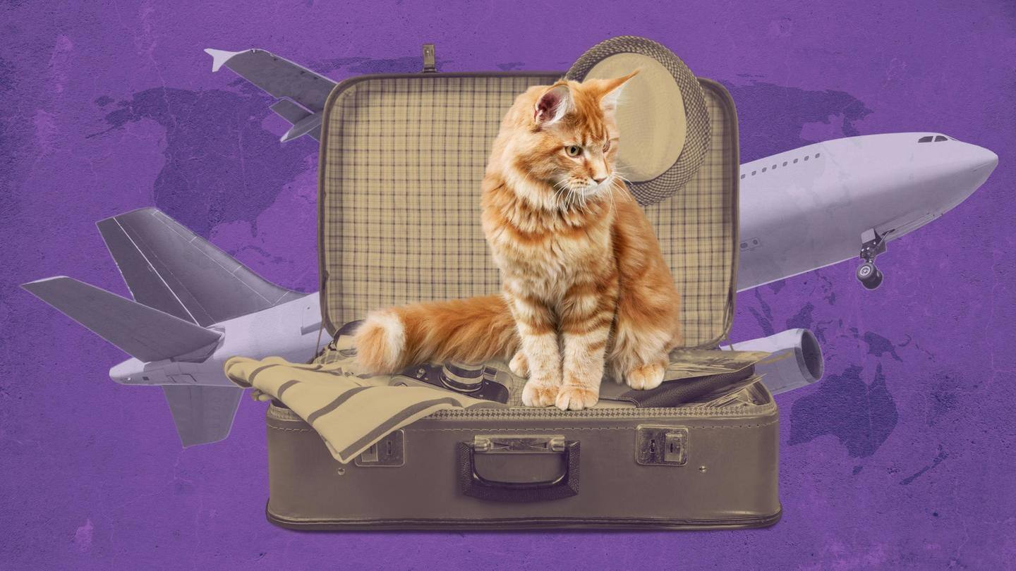 अपने पालतू बिल्ली के साथ आरामदायक हवाई यात्रा करना चाहते हैं तो अपनाएं ये तरीके