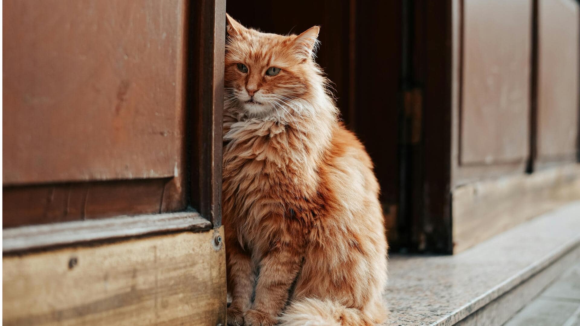 सर्दियों में बिल्ली को हो सकती है ये समस्याएं, ऐसे करें उनका समाधान