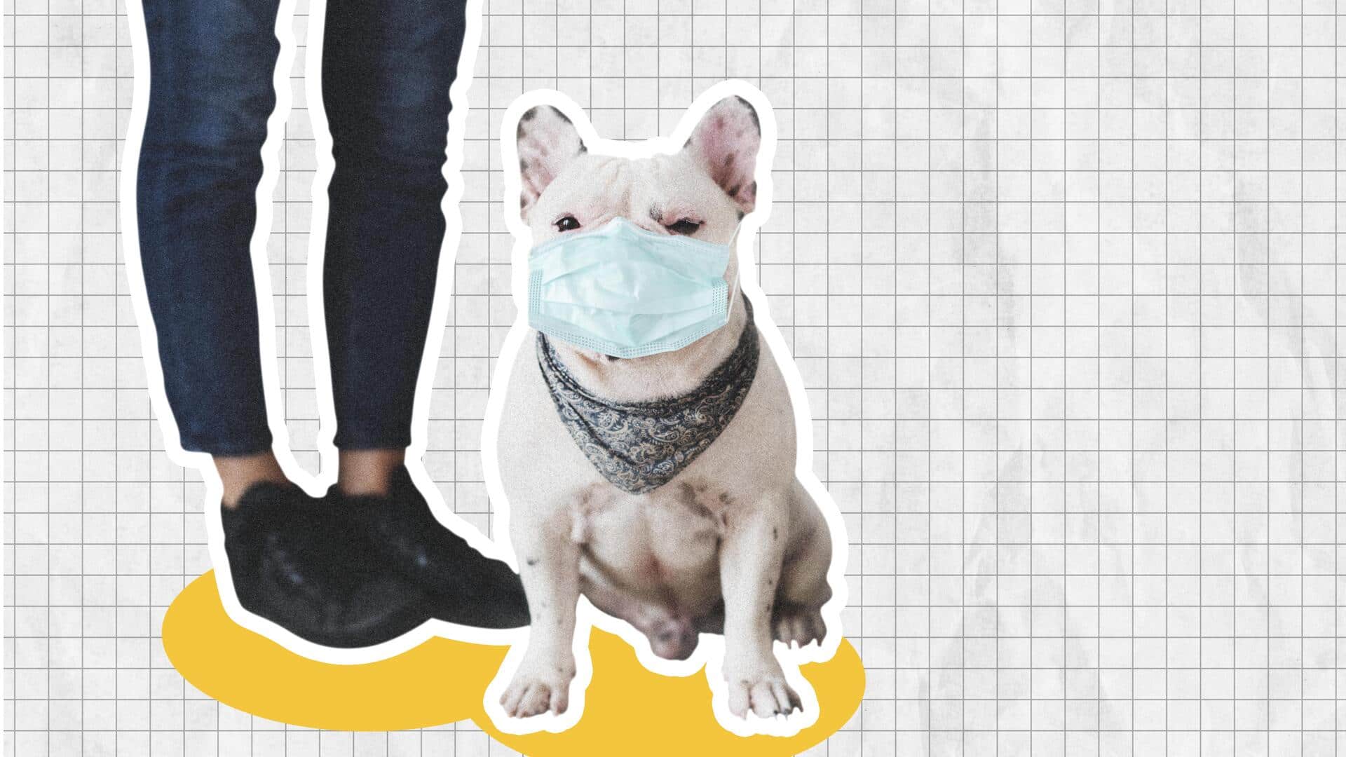 जहरीली हवा से अपने पालतू कुत्ते को सुरक्षित रखने के लिए अपनाएं ये 5 असरदार तरीके