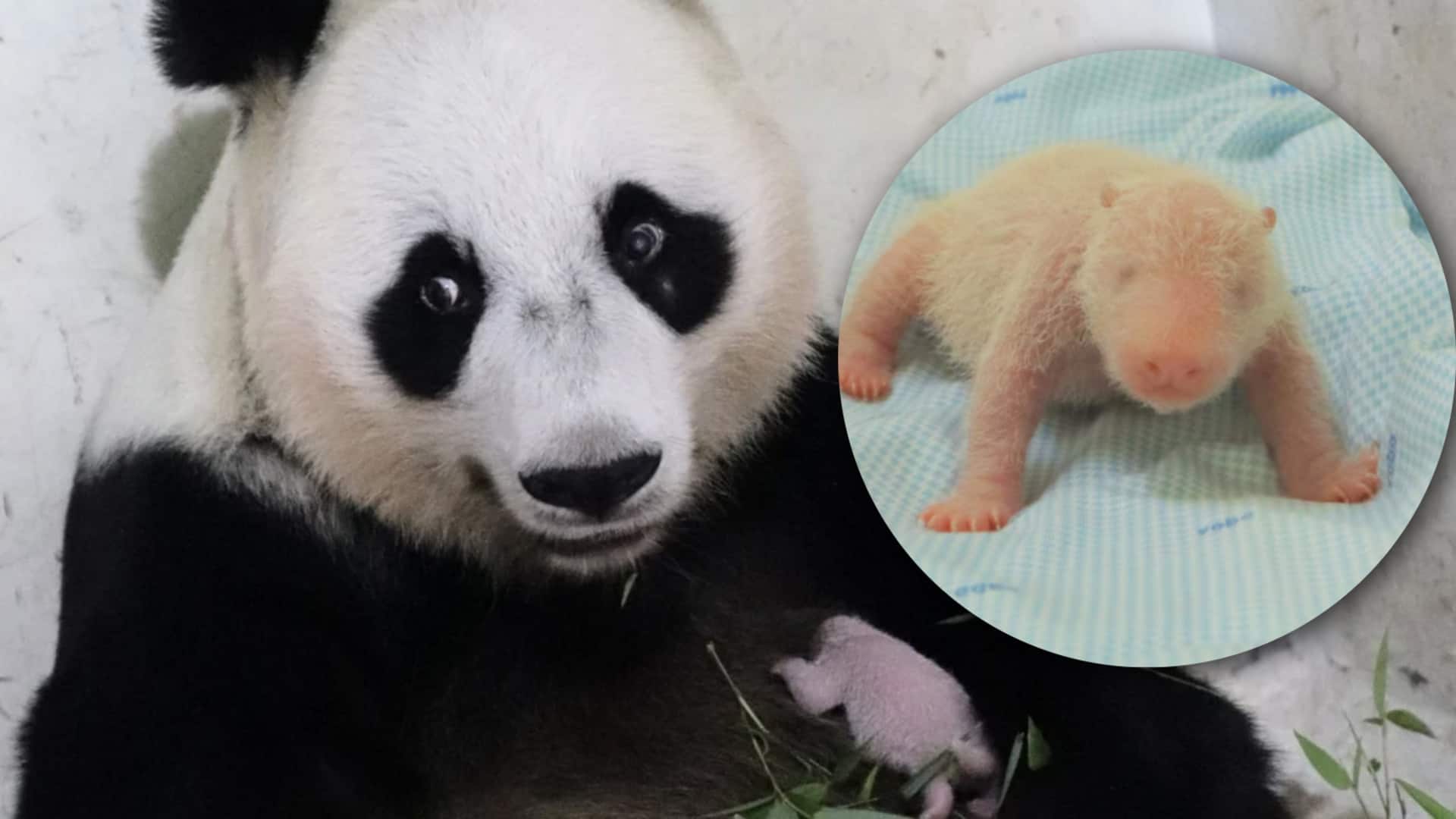 इंडोनेशिया में गूंजी पहले विशाल पांडा की किलकारी, प्यार से नाम दिया गया 'रियो'