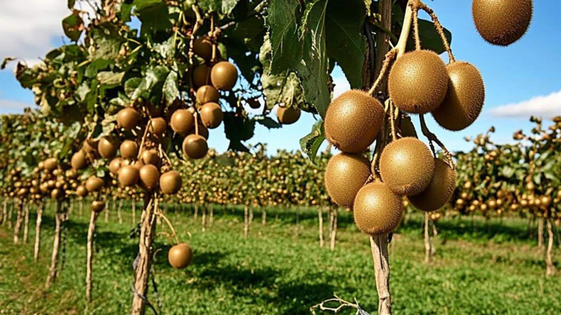 बालकनी गार्डन में कीवी उगाना चाहते हैं? ये 5 बातें रखें ध्यान