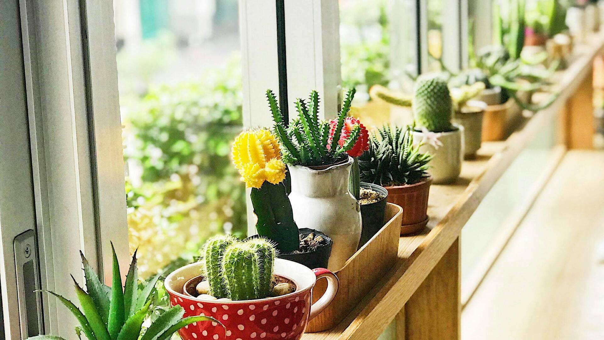 गर्मियों के दौरान इन 5 तरीकों से करें इंडोर गार्डनिंग, मिलेंगे कई फायदे