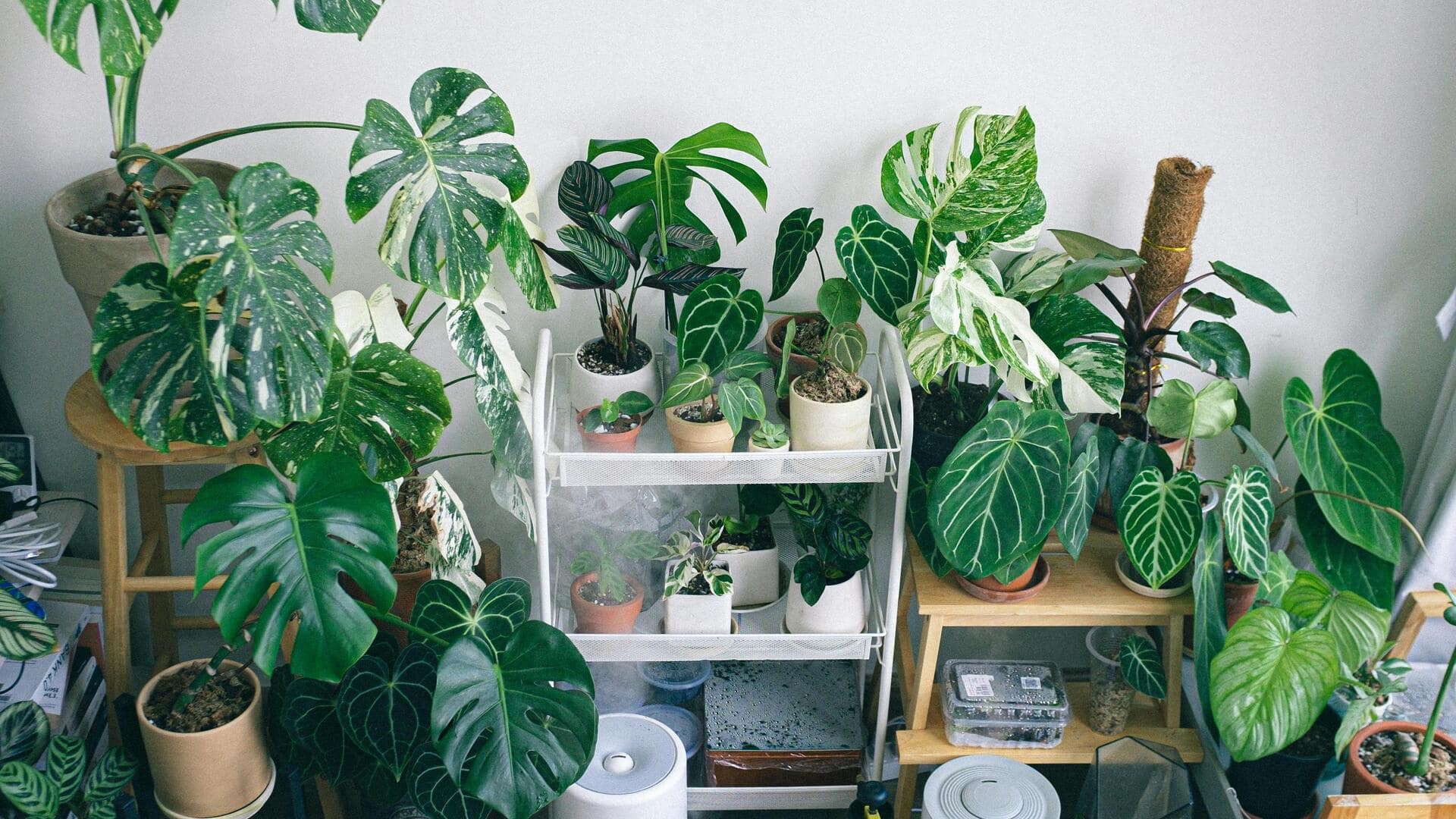 छुट्टियों पर जा रहे हैं? इन 5 तरीकों से अपने पौधों को रखें ताजा और सुरक्षित