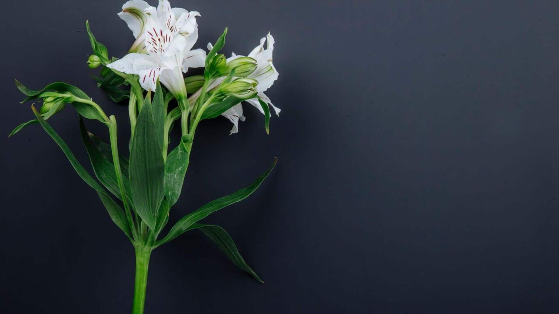 लिली के पौधे को बढ़ाना चाहते हैं? इन 5 बातों का रखें खास ध्यान लिली के पौधे को बढ़ाना चाहते हैं? इन 5 बातों का रखें खास ध्यान