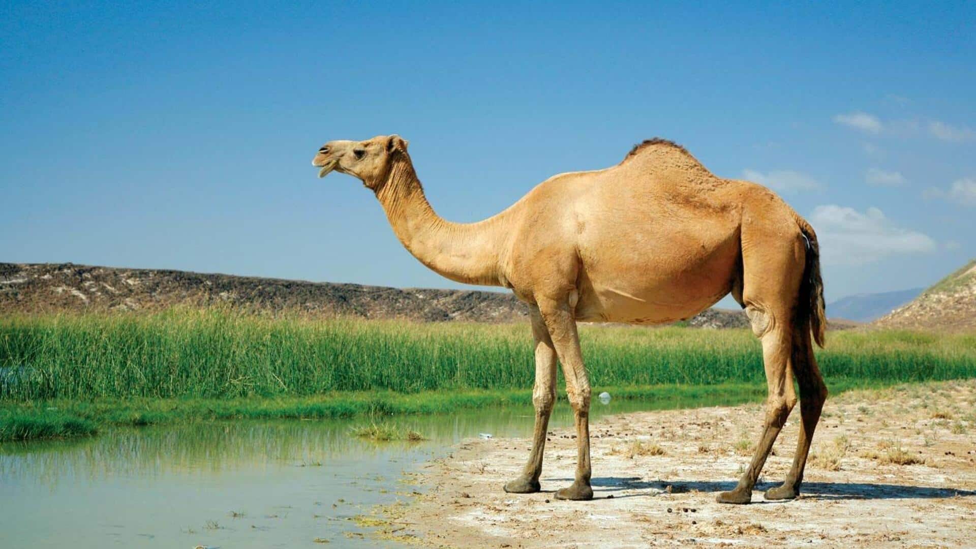 जिराफ के अलावा इन जानवरों और पक्षियों की भी गर्दन होती है लंबी