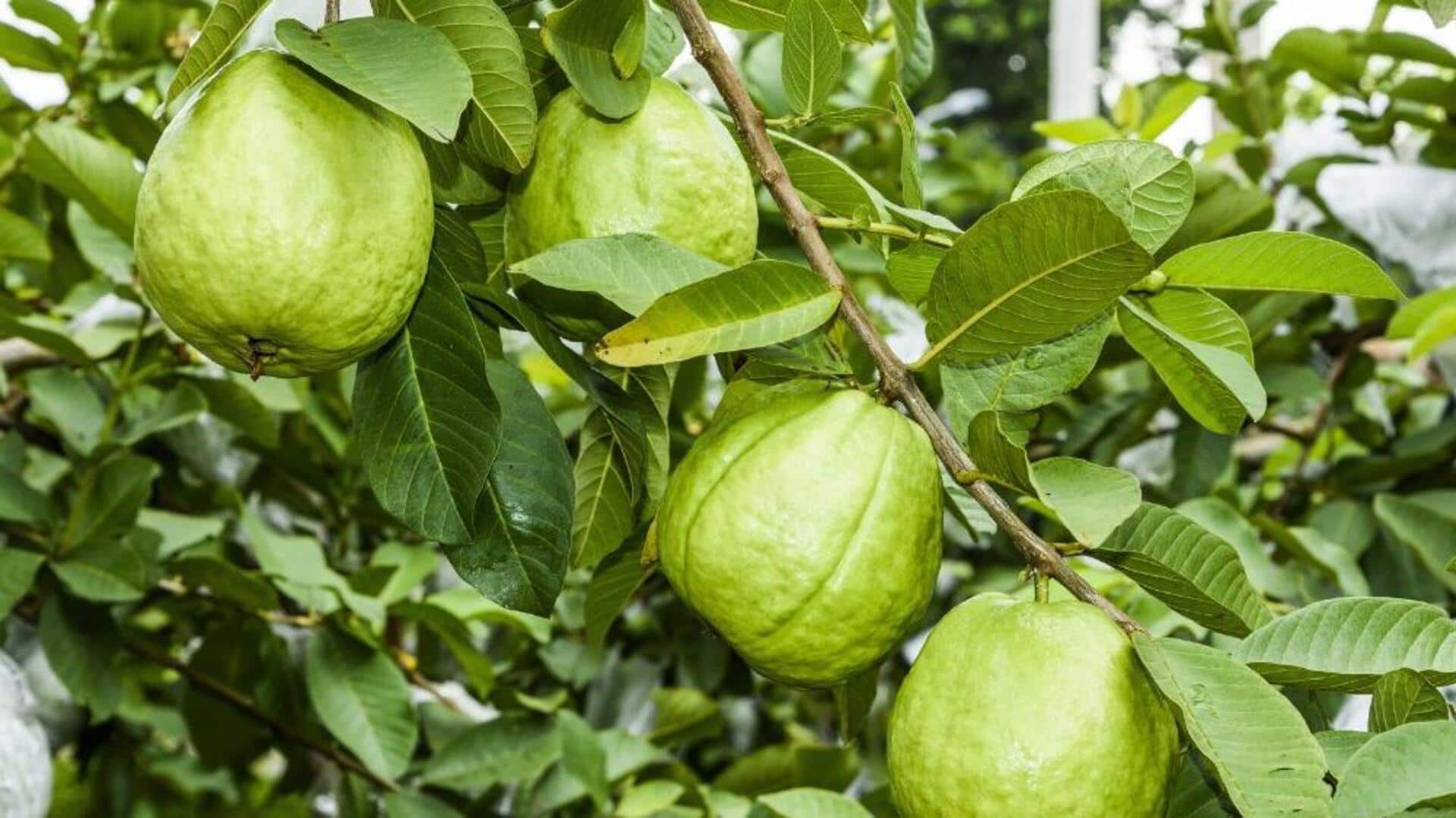 अपनी बालकनी में अमरूद का पौधा लगाना चाहते हैं? जानिए इससे जुड़ी जरूरी बातें