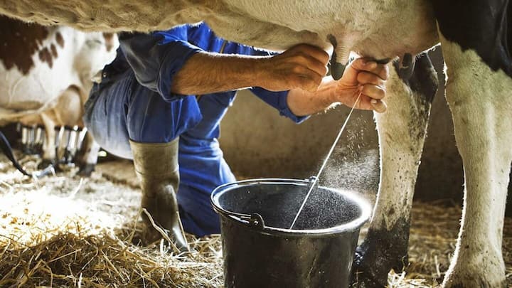 क्या लंपी वायरस से संक्रमित पशुओं के दूध का सेवन सुरक्षित है?