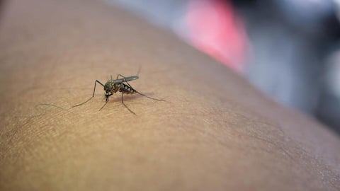 गर्मियों में बढ़ जाता है डेंगू का खतरा, जानिए खुद को मच्छरों से बचाने के तरीके