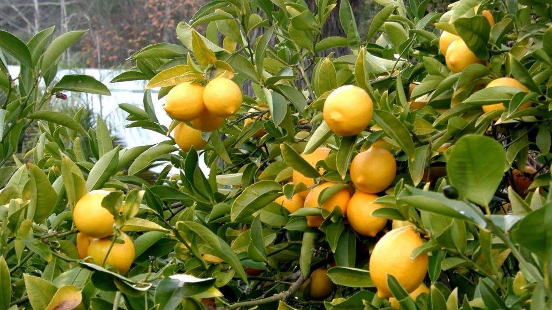 मानसून के दौरान नींबू के पौधे की ऐसे करें देखभाल, मिलेगा भरपूर फल मानसून के दौरान नींबू के पौधे की ऐसे करें देखभाल, मिलेगा भरपूर फल