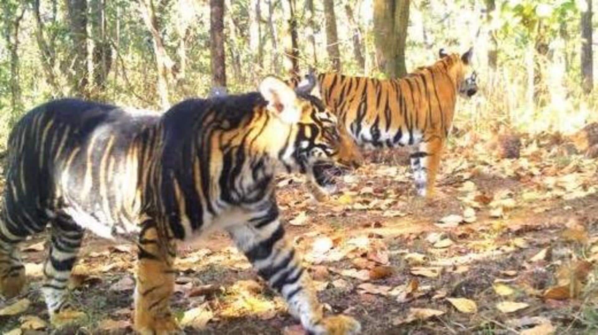 ओडिशा: सिमिलिपाल राष्ट्रीय उद्यान में मृत मिला दुर्लभ काला बाघ, जानवरों की आपसी लड़ाई का संदेह
