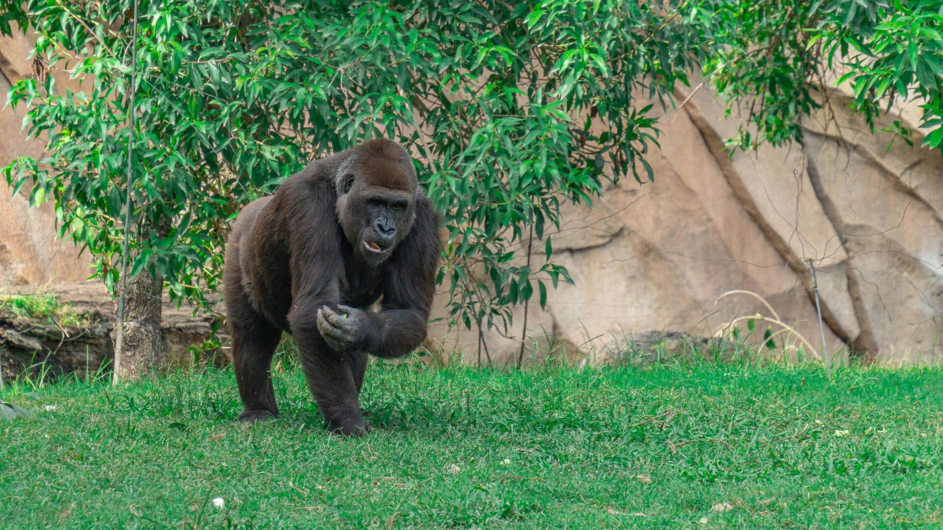 गोरिल्ला के बारे में जानिए ये 5 अनोखी बातें, जो आपको हैरान कर देंगी