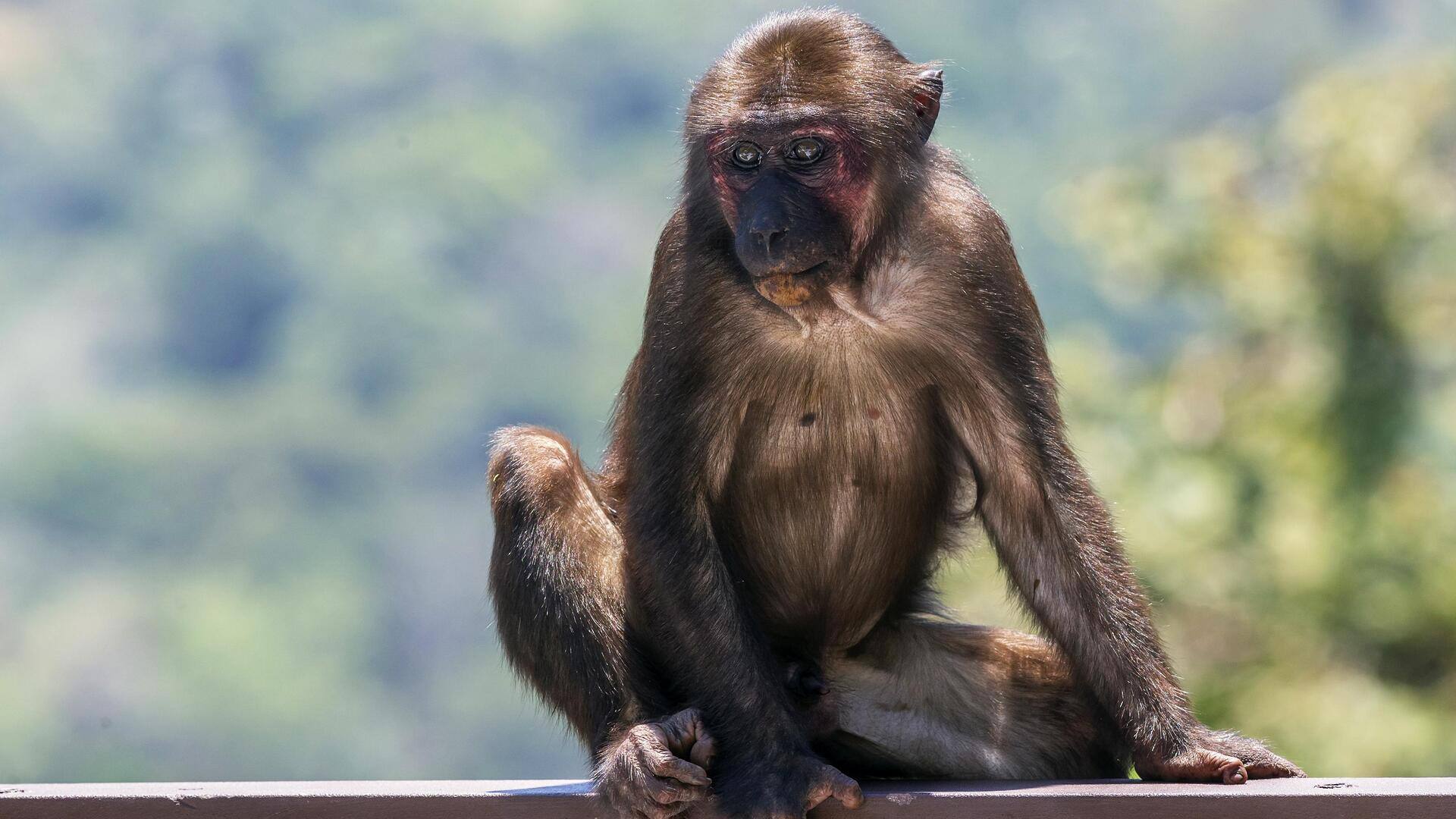मध्य प्रदेश: पकड़ा गया 21,000 रुपये का इनामी 'मोस्ट वांटेड' बंदर, जानिए पूरा मामला