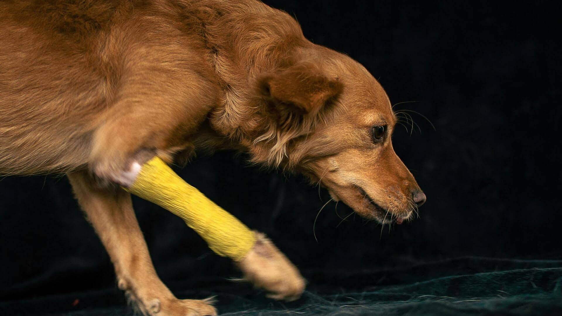 घायल जानवरों की मदद करने के लिए अपनाएं ये 5 तरीके