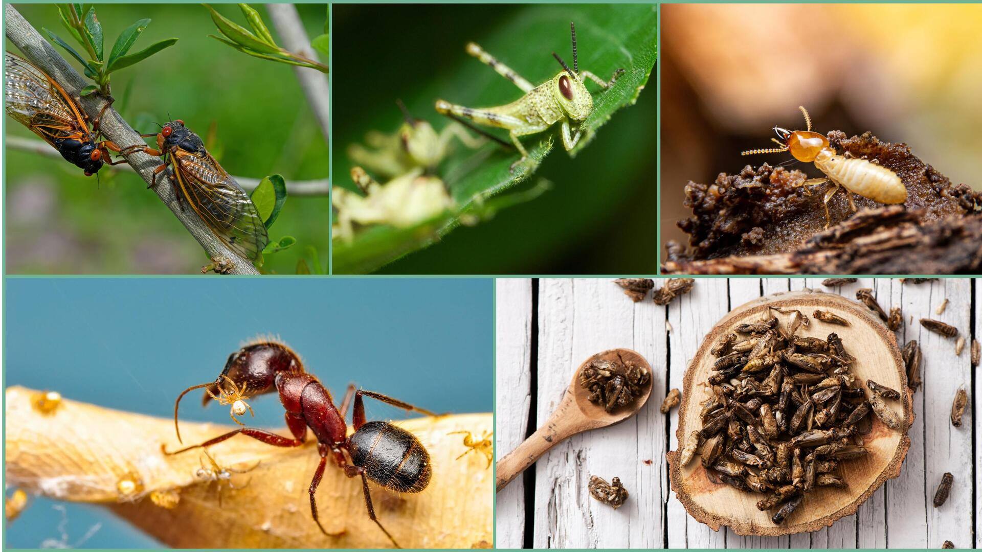 ये 5 कीड़ें पोषक तत्वों से होते हैं भरपूर, लोग करते हैं सेवन