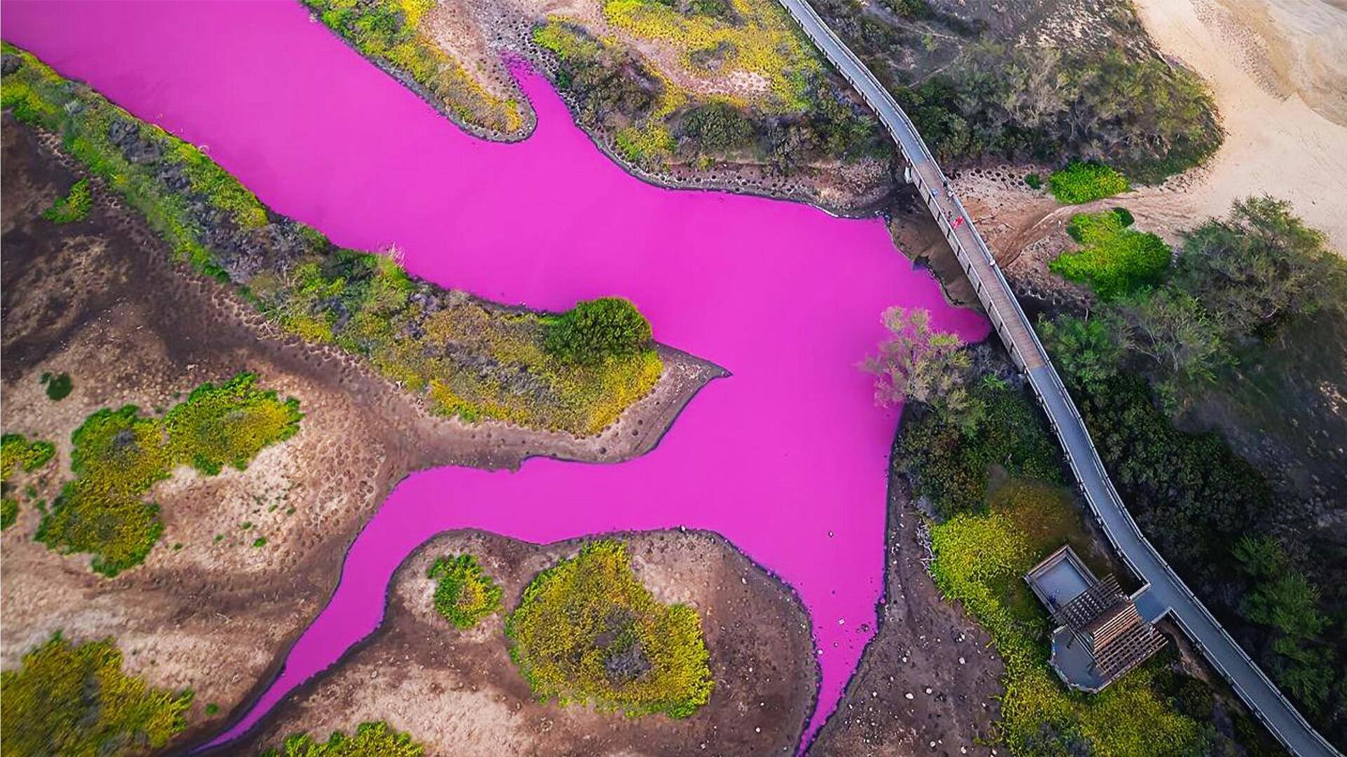 अमेरिका: हवाई के इस तालाब का रंग अचानक बदलकर हो गया गुलाबी, यह रही वजह