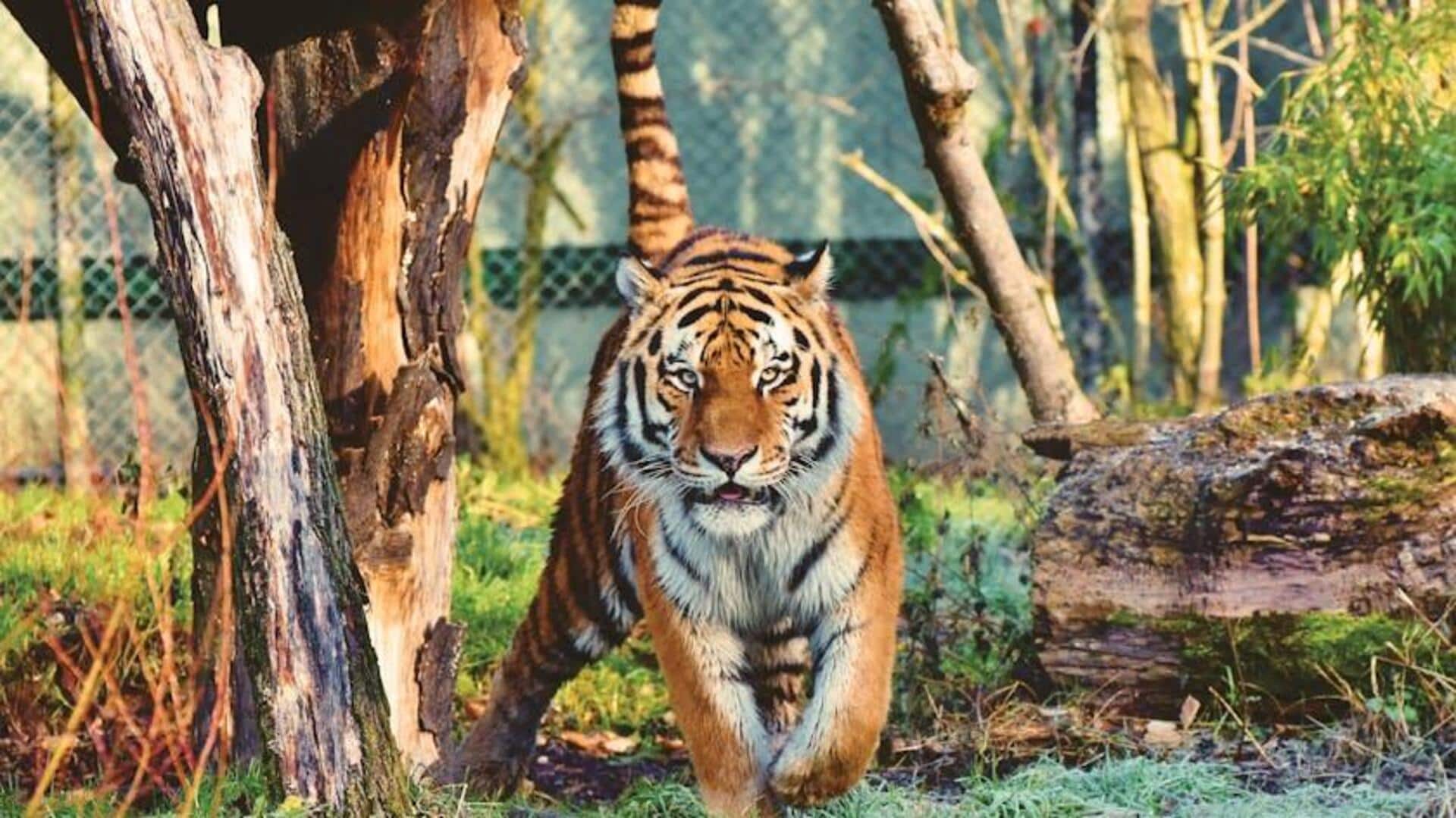 जानवरों को करीब से देखने के लिए मध्य प्रदेश के इन राष्ट्रीय उद्यान का करें रुख