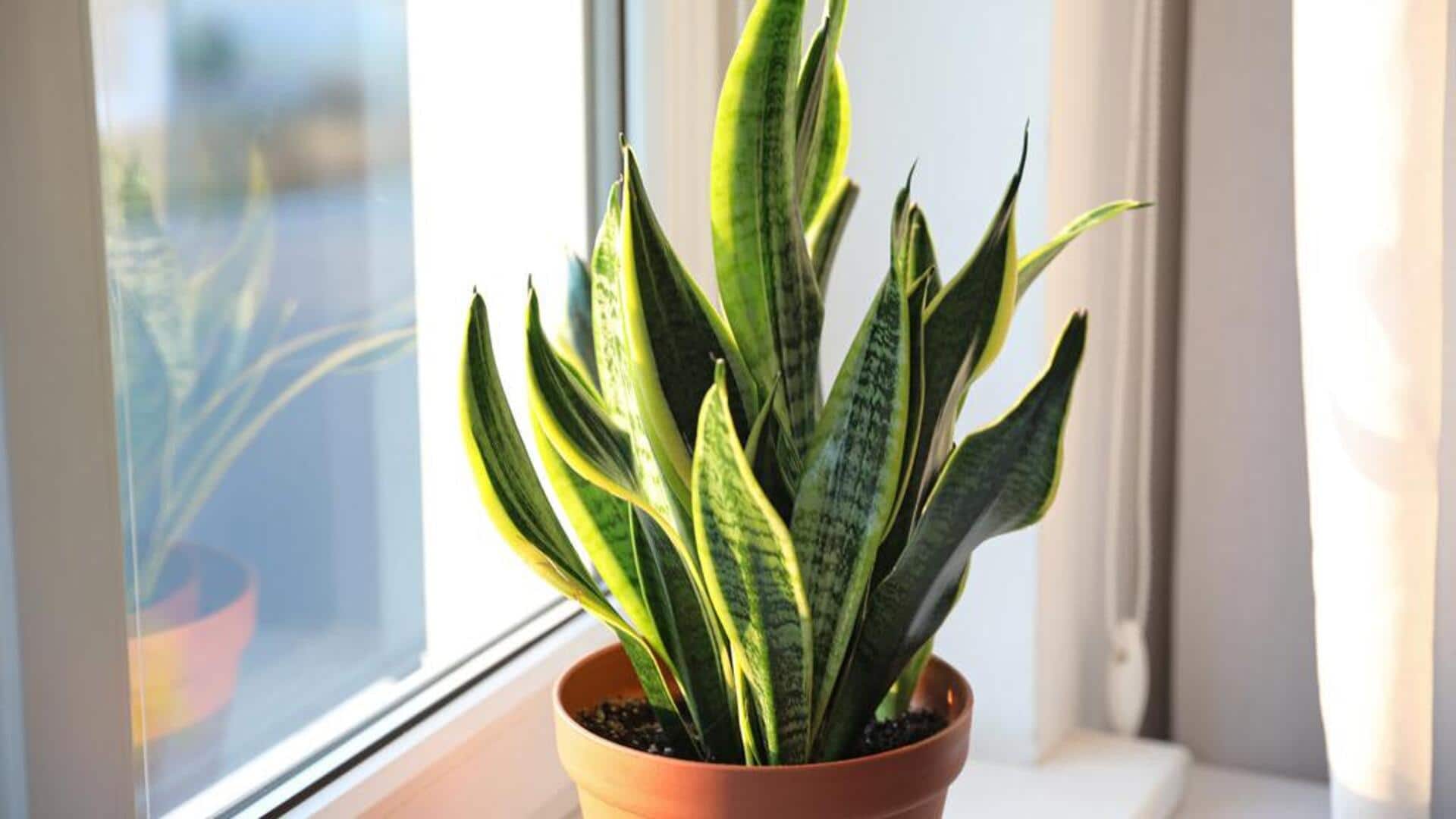 2-3 दिन पानी न मिलने पर भी नहीं मुरझाते हैं ये पौधे, इनसे घर को सजाएं