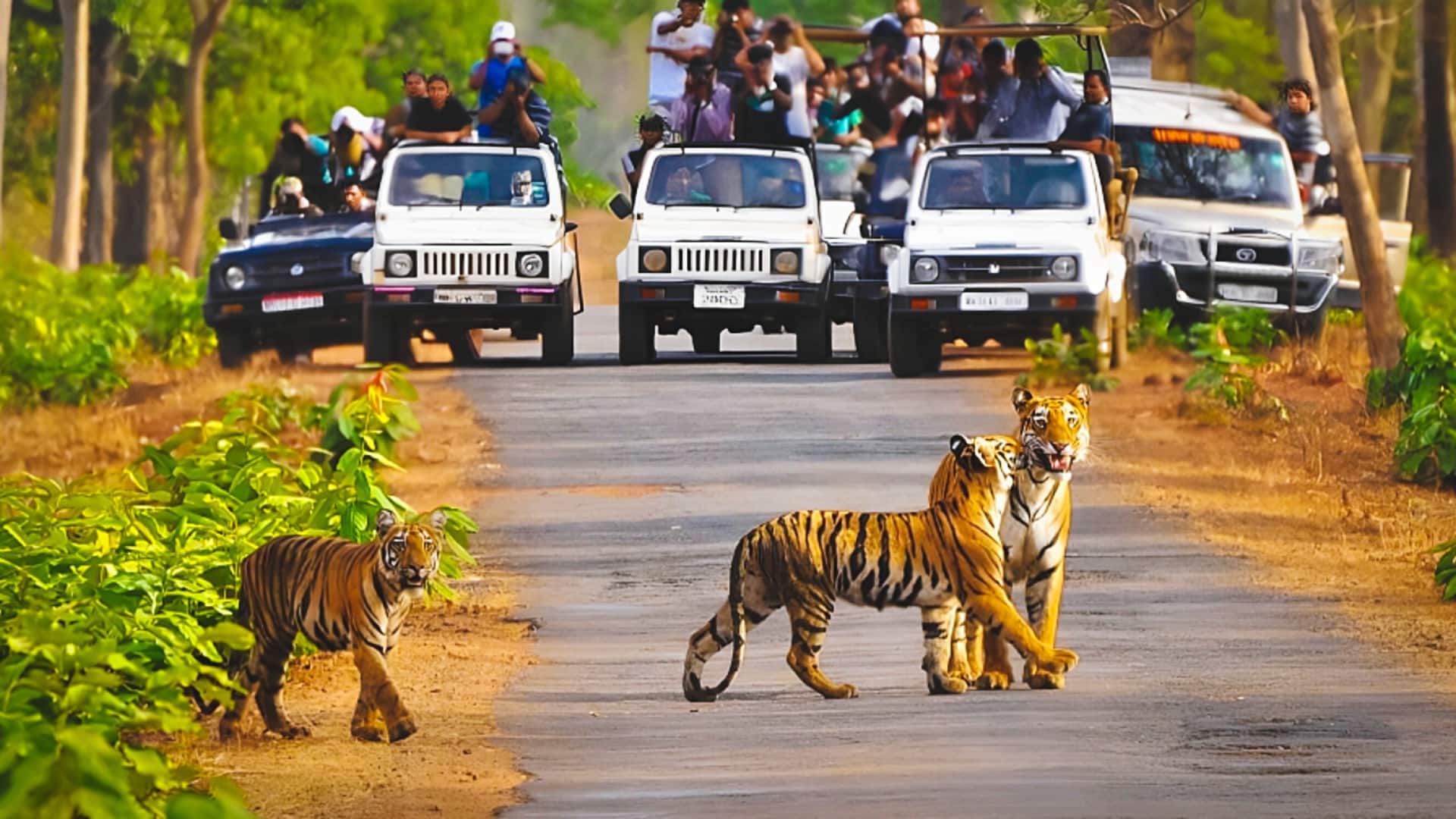 जिम कॉर्बेट पार्क में बाघ देखने की मची होड़, चालकों के पर्यटकों को बैठाकर जीप दौड़ाई