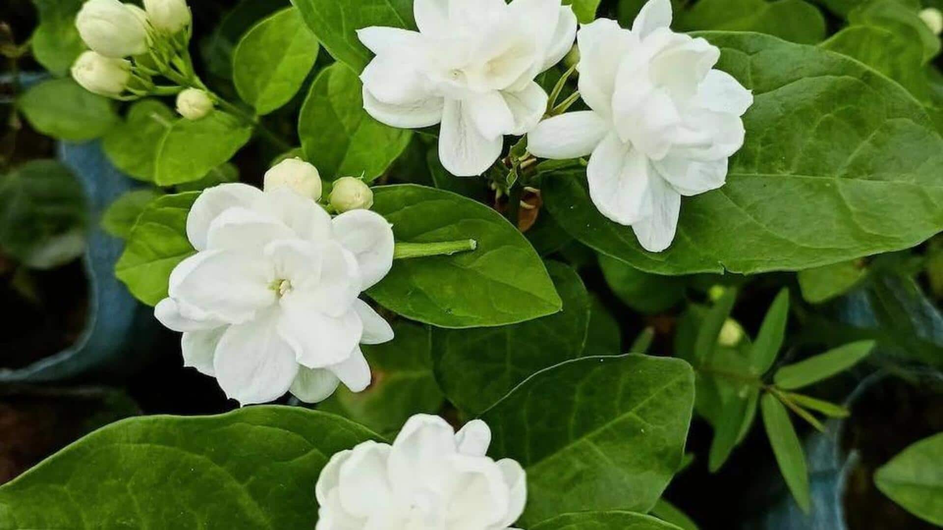 घर पर आसानी से उगाया जा सकता है मोगरा, जानिए तरीका घर पर आसानी से उगाया जा सकता है मोगरा, जानिए तरीका