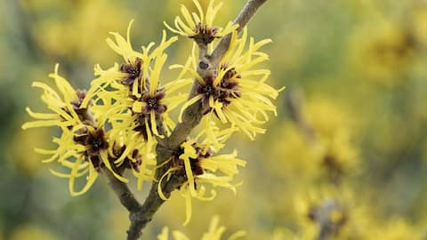 विच हेजल का फूल स्वास्थ्य के लिए है लाभदायक, फायदे जानकर करने लगेंगे इस्तेमाल 
