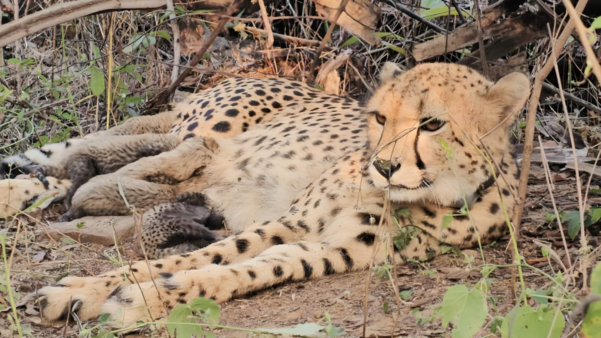 कूनो में बढ़ा चीतों का कुनबा, भारत में जन्मी 'मुखी' ने 5 शावकों को जन्म दिया