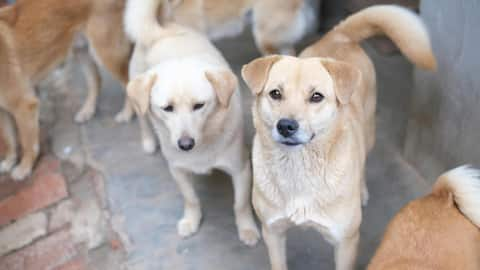 सड़क पर रहने वाले जानवरों की देखभाल करने के लिए अपनाएं ये तरीके, मिलेगा उनका प्यार 