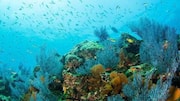 How to explore Mozambique's underwater world on a guided tour