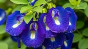 Butterfly pea flower: An ancient remedy for wellness