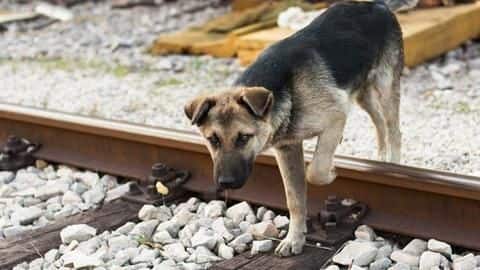 Mumbai: At 11PM everyday, this dog arrives at Kanjurmarg station Mumbai: At 11PM everyday, this dog arrives at Kanjurmarg station
