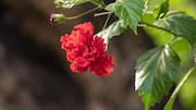 How hibiscus can help brighten your skin 