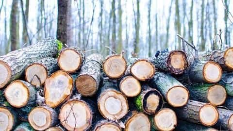 It's a sad age for Himachal's green belt It's a sad age for Himachal's green belt