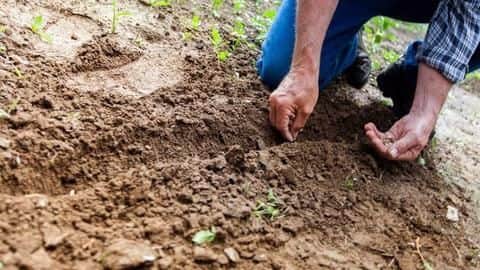 Himachal to plant 1 crore saplings Himachal to plant 1 crore saplings