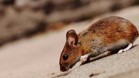Bihar Water Resources Minister blames rats for flooding Bihar Water Resources Minister blames rats for flooding