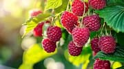 How to grow raspberries indoors