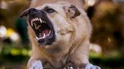 Here's why dogs suddenly turn aggressive 