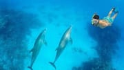 Swimming with dolphins in Patagonia: A must-try experience