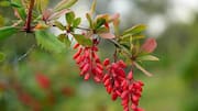 Barberry: The superfood you didn't know you needed