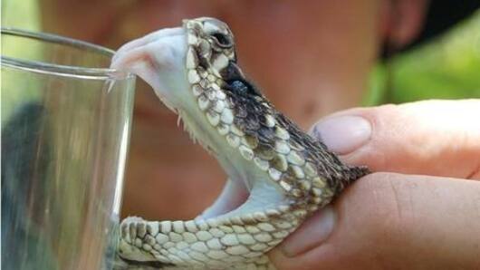 Snake venom worth Rs. 1.7cr seized, four held