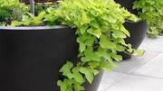 How to grow sweet potatoes in containers