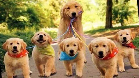 Five must-have apps for every dog parent out there Five must-have apps for every dog parent out there