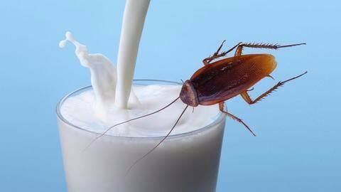 Cockroach milk to be a super health food? Cockroach milk to be a super health food?