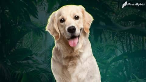 Five interesting facts about Golden Retrievers you should know Five interesting facts about Golden Retrievers you should know
