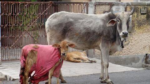 Plastic menace: Cow operated upon, whopping 80-kg polythene removed Plastic menace: Cow operated upon, whopping 80-kg polythene removed