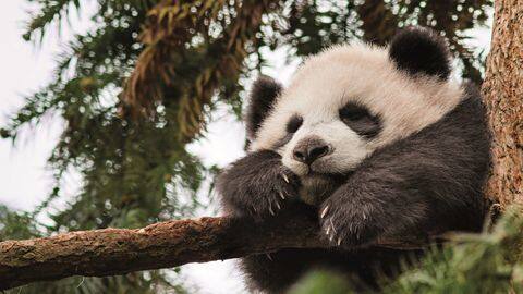 Tamarins and Panda Tamarins and Panda