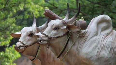 Uttar Pradesh: Three held for alleged cow slaughter Uttar Pradesh: Three held for alleged cow slaughter