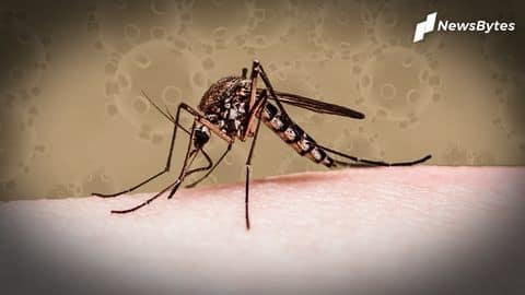 Cat Que: Another virus from China, ICMR raises alarm Cat Que: Another virus from China, ICMR raises alarm