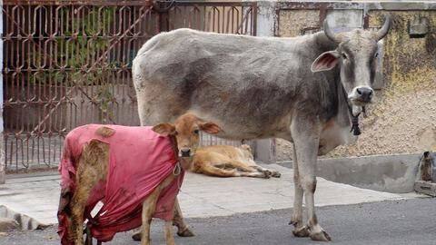 Uttarakhand: Man caught sexually assaulting cow, communal tension escalates Uttarakhand: Man caught sexually assaulting cow, communal tension escalates