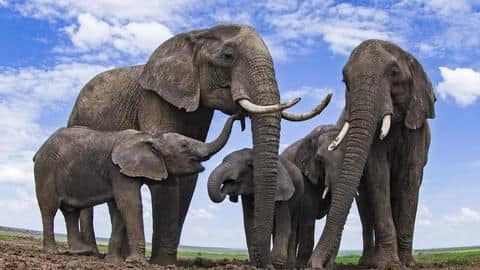 Five amazing facts about animals you should know Five amazing facts about animals you should know